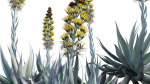 Agave Blue Flame 02