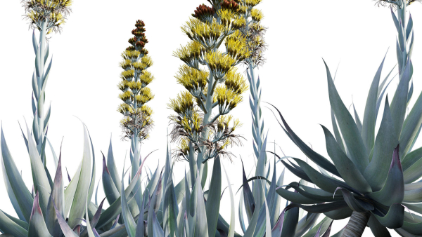 Agave Blue Flame 02