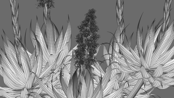 Agave Blue Flame 02