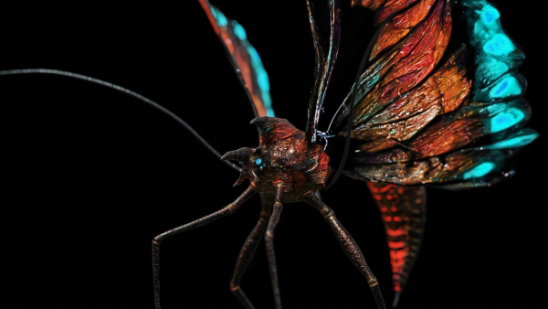 Alien Butterfly Insect