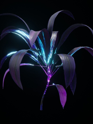 Alien Dracaena Plant