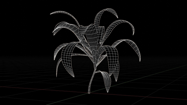 Alien Dracaena Plant