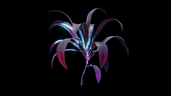 Alien Dracaena Plant