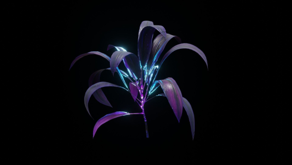 Alien Dracaena Plant