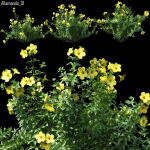 Allamanda 01