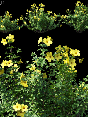 Allamanda 01