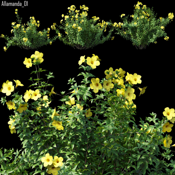 Allamanda 01