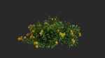 Allamanda cathartica VFX Grace