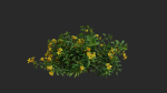 Allamanda cathartica VFX Grace