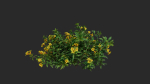 Allamanda cathartica VFX Grace