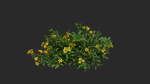 Allamanda cathartica VFX Grace