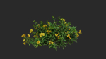 Allamanda cathartica VFX Grace