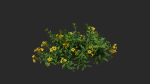 Allamanda cathartica VFX Grace