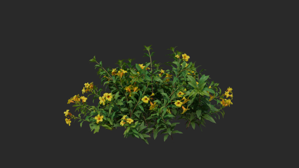 Allamanda cathartica VFX Grace