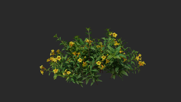 Allamanda cathartica VFX Grace