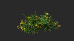 Allamanda cathartica VFX Grace