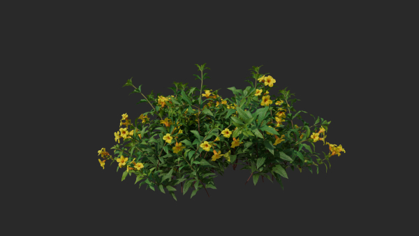 Allamanda cathartica VFX Grace