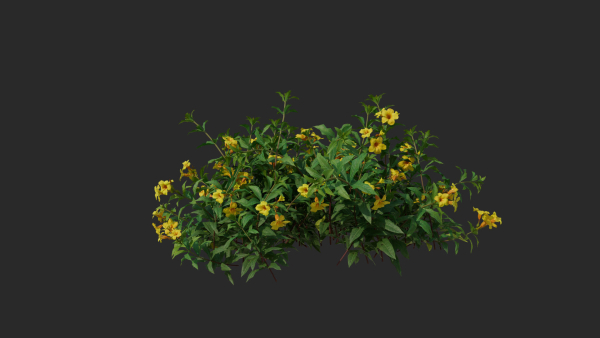 Allamanda cathartica VFX Grace