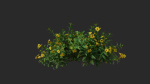 Allamanda cathartica VFX Grace