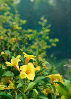 Allamanda cathartica VFX Grace