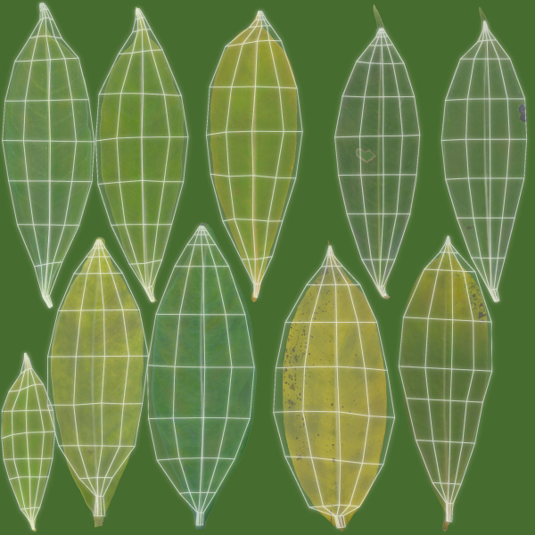 Allamanda cathartica VFX Grace