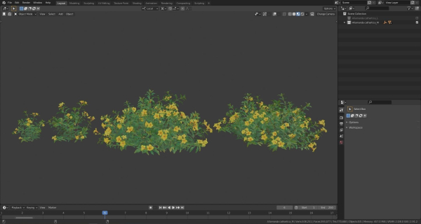 Allamanda cathartica VFX Grace