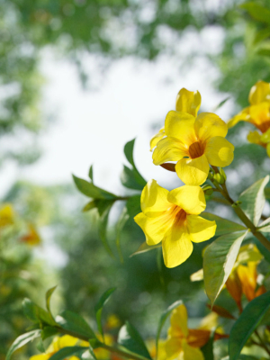 Allamanda cathartica VFX Grace