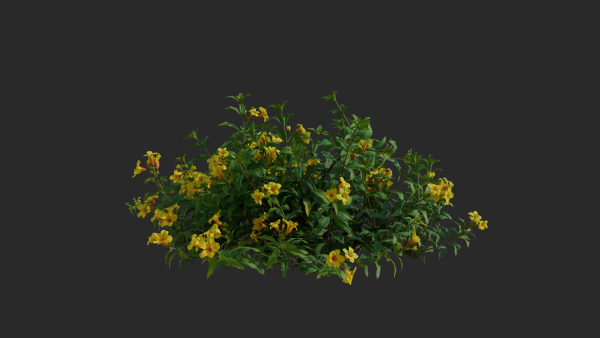 Allamanda cathartica VFX Grace