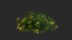 Allamanda cathartica VFX Grace