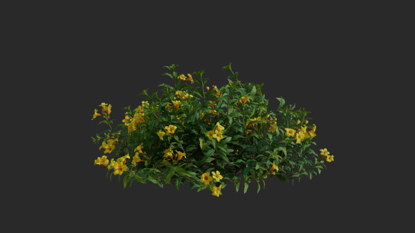 Allamanda cathartica VFX Grace