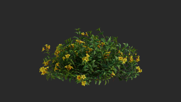 Allamanda cathartica VFX Grace
