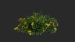 Allamanda cathartica VFX Grace