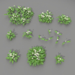 Allium Ursinum