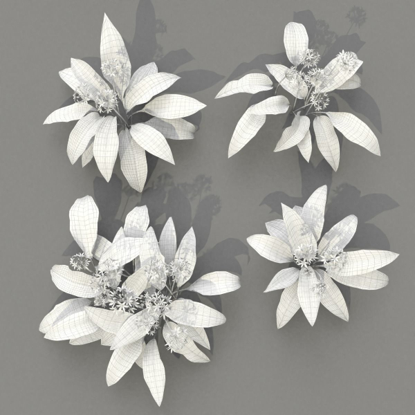 Allium Ursinum