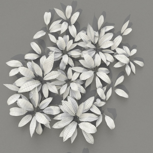Allium Ursinum