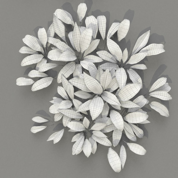 Allium Ursinum
