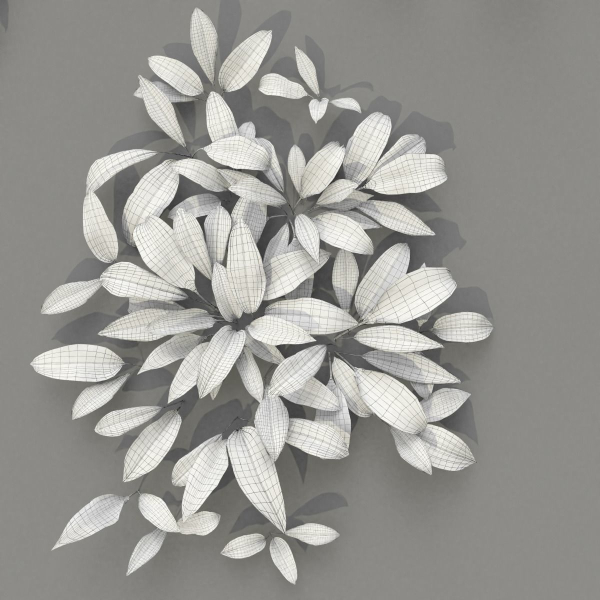 Allium Ursinum