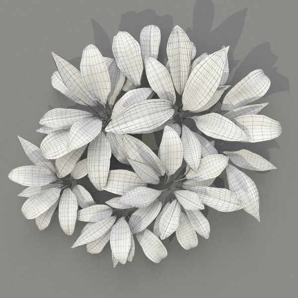 Allium Ursinum