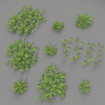 Allium Ursinum