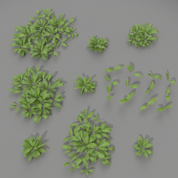 Allium Ursinum
