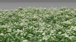 Allium Ursinum