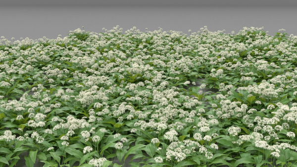 Allium Ursinum