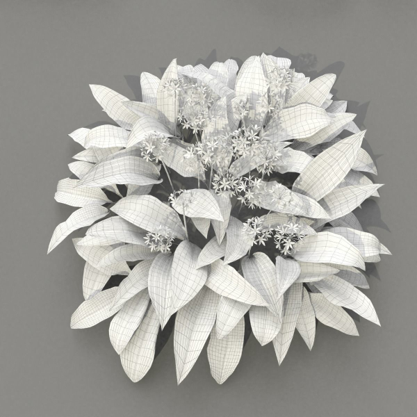 Allium Ursinum