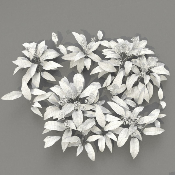 Allium Ursinum