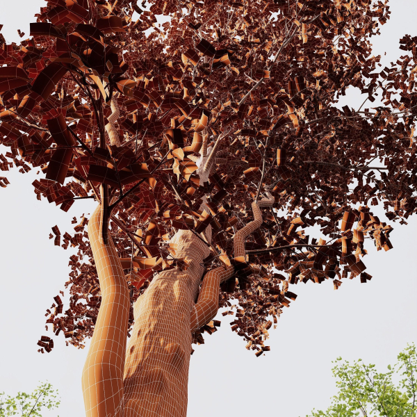 Alnus Glutinosa 2