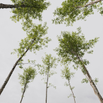 Alnus Glutinosa 2