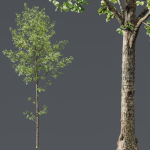 Alnus Glutinosa 2