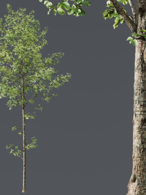 alnus-glutinosa-2-3d-model-e68db90bfe