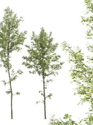 Alnus glutinosa