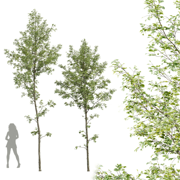 Alnus glutinosa